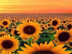 夏はひまわりだけじゃない！大人の「朝顔ネイル」でしっとり咲かせる大和撫子に♡