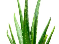 「植物パワー」に注目！コスメに含まれる植物性エキス、おすすめの３つはコレ