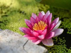 【愛を叶える風水】恋愛運を上げる方位は？今回は「ハスの花が開く」（7/12～16）期
