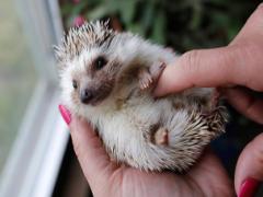 【六本木】可愛いハリネズミ達に癒やされて♡ツンツンヘアーのあのコに会うならHARRYへGO！