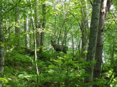 軽井沢のコテージにみんなで泊まって楽しもう。家族と、愛犬と、恋人と、あなたは誰と行