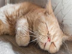 健康的な睡眠って、どんな睡眠？