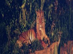 夏の穴場スポット、夜の動物園に行きたくなる♡全国のナイトZOO6選