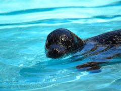 鴨川シーワールドで、特別な彼との思い出を。夏の水族館は一味違う！