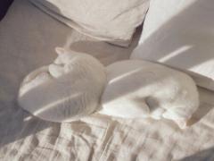 「夏休みだし、夜更かし朝寝坊」はもったいない。夏の早起きは五文の得♡