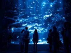 大阪デートのテッパン！海遊館のかしこい遊び方