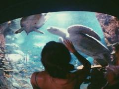 【関東】優雅でステキな海底歩行の旅を。海のトンネルがある水族館3選