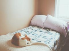猫だって快適にぐっすり寝たい♡おすすめ猫ベッドで夢ごこち空間を。
