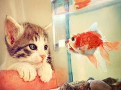 こりゃたまらん♡猫が大喜びのおもちゃでいっしょに娯楽のひとときを…♪