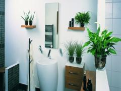 観葉植物にもたくさん種類があるんです。あなたはどれをお部屋に飾りたいですか？