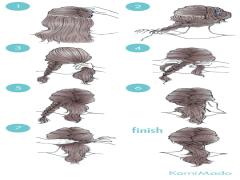 三つ編みをプラス♪フレンチポニーテールのヘアアレンジ【イラスト付き】