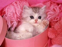 猫好き女子のための猫グッズで毎日癒されちゃおう♡