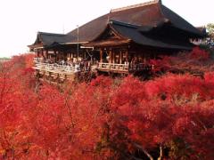 うっとり見惚れる秋景色。京都駅から60分以内の優雅な紅葉狩りスポット4選