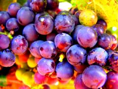 ブームの「ぶどう色」はコスメだけじゃない。ヘアカラーにだって取り入れて