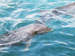 見るだけじゃなくて遊べる？イルカと遊べるおすすめ水族館をご紹介！