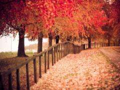 定番も自分らしくしたい。オトナも可愛いも叶える赤べっ甲ネイルで秋を感じて