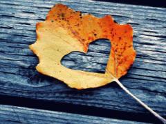 ＜関東＞鮮やかに染まった木々に癒されて。秋を感じる紅葉スポット8選