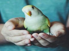 ＜10/1,2＞インコ＆フクロウと過ごすハロウィンを♡池袋鳥フェス開催