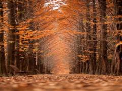 綺麗なネイルで秋を楽しむ。2016年のオータムでやりたい栗ネイル12選