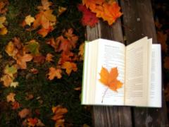 「秋が来るから京都に行こうよ。」古都の美しい紅葉に酔いしれる秋はいかが？