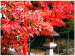 "京都駅から40分以内"！美しい秋を見つけに訪れるべき、紅葉の名所4選