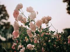 「[問題]きみのことが33322。」秘密の暗号だからドキっとする11通りのi love you♡