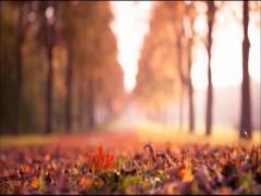 そうだ、京都へ行こう！紅葉の見頃をチェックして心に染みる景色を楽しみましょ♡