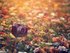 IG映えする秋ピクニックがしたいから♡今から都内の紅葉の見ごろをチェック！