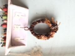 ハロウィンの飾りにもぴったり。「リース」でお洒落に秋を呼び込もう