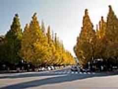 週末にふらっと行ける絶景スポット。〈東京都周辺〉おすすめ紅葉名所19選