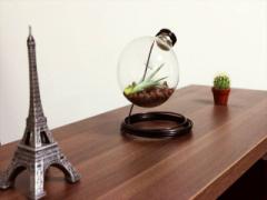 お洒落＋癒されるインテリア、’電球テラリウム’で部屋を華やかに＊