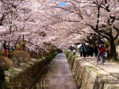 桜→紅葉の名所に。ゆっくり歩いて堪能したい"哲学の道"と周辺の京都紅葉スポット