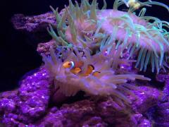 蜷川実花×クラゲのコラボがパワーアップ！すみだ水族館で神秘的な世界に浸ろう