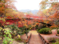 〔新潟〕一面が真っ赤に染まる。溢れんばかりの紅葉が見どころの弥彦公園