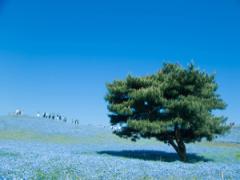 実は〇〇の宝庫でした♡“4年連続魅力度ビリ”茨城県の魅力を調査！