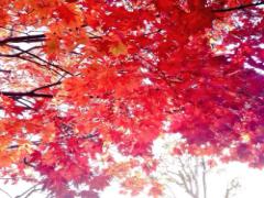 ”枯れ葉ハンド”じゃ手なんて繋げない。紅葉デートの前にやっておきたいハンドケア♡