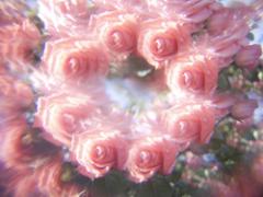 微糖な甘みを指先に♡20代の大人女子が持つべきピンクポリッシュ4選