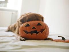 来たるハロウィン！かぼちゃをまるごと使ったお惣菜＆スイーツで満喫しよう