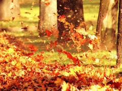 真っ赤な紅葉のコントラスト。風情溢れる福岡の名所スポット3選