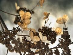 秋冬、肌カサカサしすぎてます。【インナードライに効く】スキンケアのススメ。