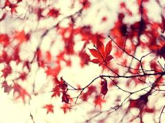 言葉を失う真っ赤な景色。群馬で見つけた秋に行きたい紅葉スポット3選