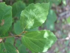 驚くべき引き締め効果！知る人ぞ知るウィッチヘーゼルウォーターで肌トラブル0に♡