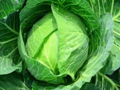 ダイエット＆美容に効果的なキャベツを、毎日の食事に♡
