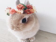 愛されうさぎ女子メイクをマスター♡優しいふんわり顔で彼の視線はひとりじめ