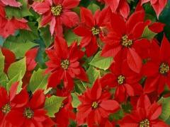 特別な日だから、意味のこもったものを。クリスマスにまつわる4つの花々の話