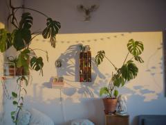 置くだけで運気がアップ♡お部屋に観葉植物で癒やしとリフレッシュを