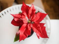 大好きな人に、まっかな幸せを♡クリスマスの花'ポインセチア'から学ぶ暖かい暮らし