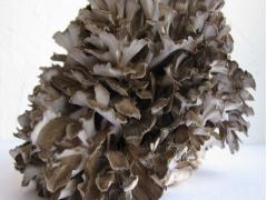 1週間で-4kg!? 簡単&amp;超短期「まいたけダイエット」の3つの実践ポイント