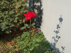 誰よりも美麗な冬デザインを。3つの薔薇ネイルから見る指先カタログ