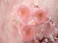 春限定のつやぷるスイーツ♡25万個売れた「桜咲く さくらゼリー」が今年も登場